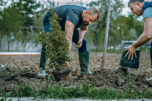 Reliable Durand, IL Tree Services Solutions