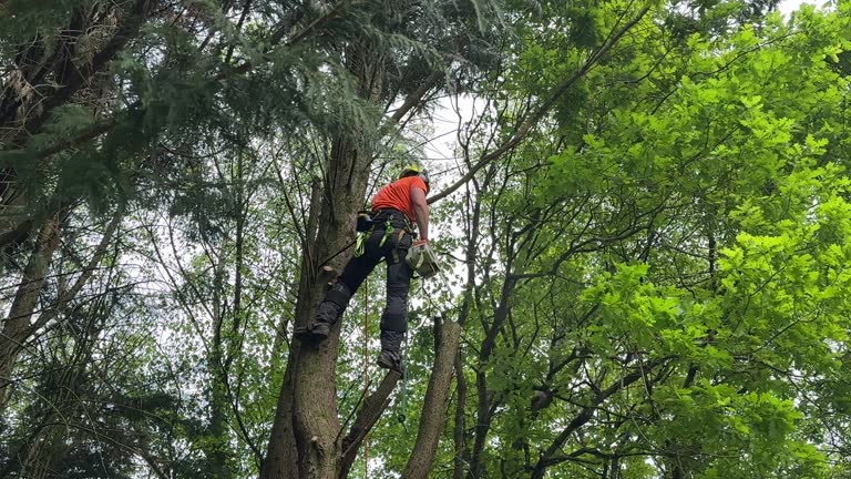 Best Tree Risk Assessment  in Durand, IL