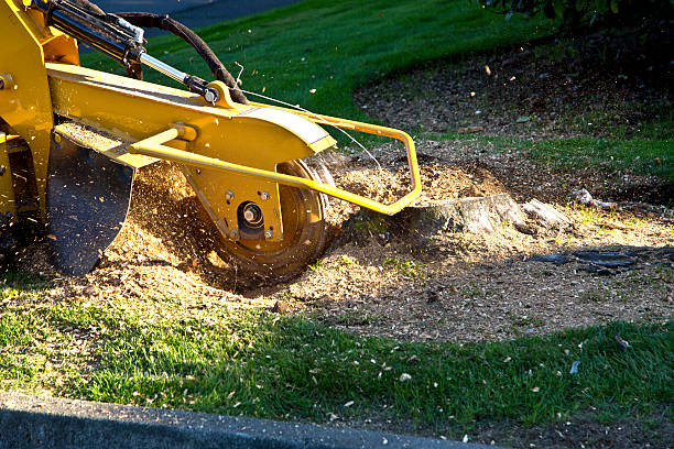  Durand, IL Tree Services Pros