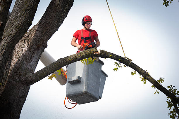 How Our Tree Care Process Works  in  Durand, IL
